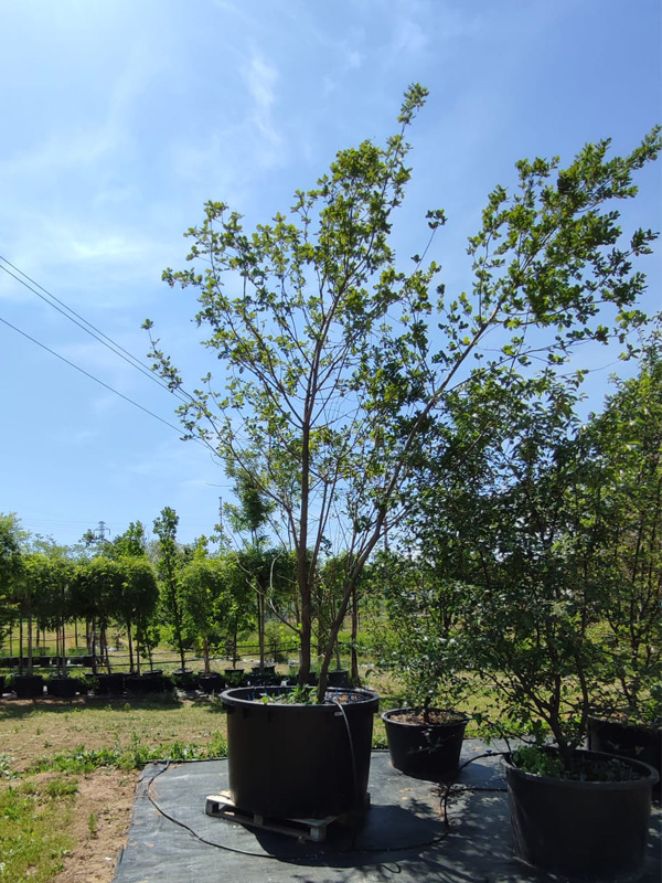 Quercus robur (Quercia comune) - immagine 2