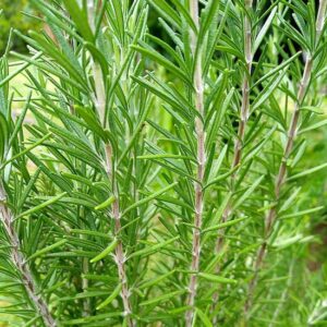 Rosmarino (Rosmarinus Officinalis)
