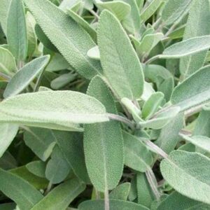 Salvia (Salvia Officinalis)