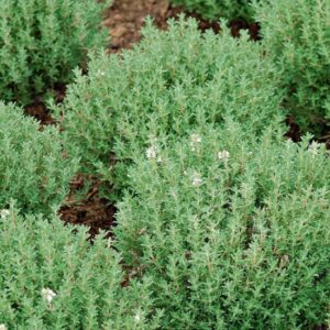 Timo (Thymus Vulgaris)