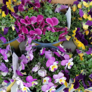 Viola del pensiero