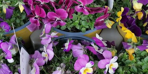 Viola del pensiero