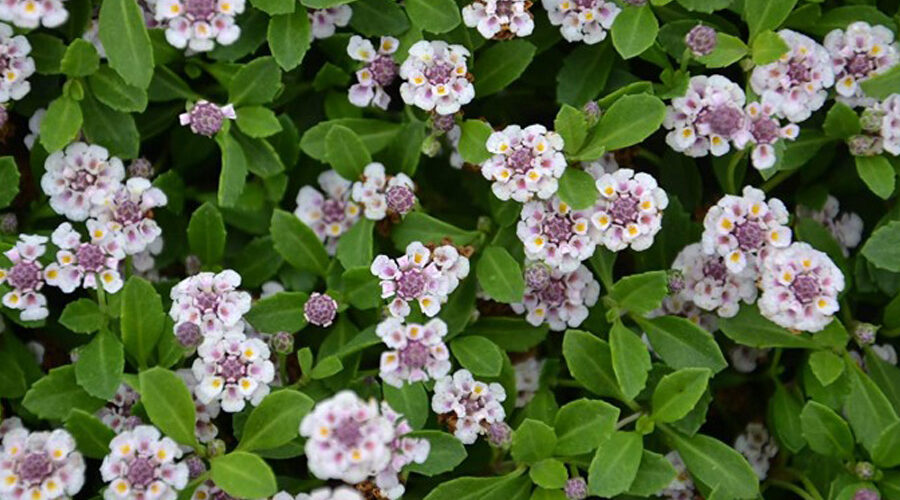 lippia-prato-alternativo-fiorito