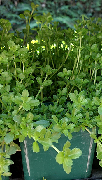 lippia-vendita-online-phyla-nodiflora