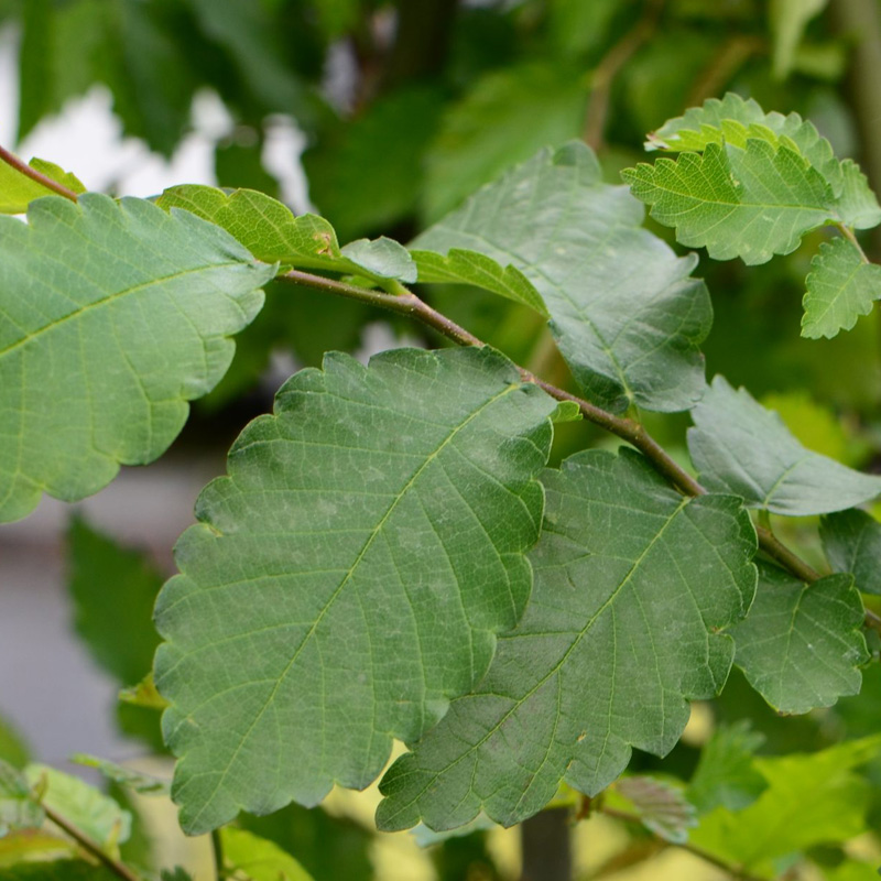 Zelkova Carpinifolia (olmo caucasico) - immagine 2