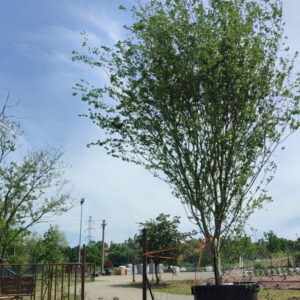Zelkova Carpinifolia (olmo caucasico)