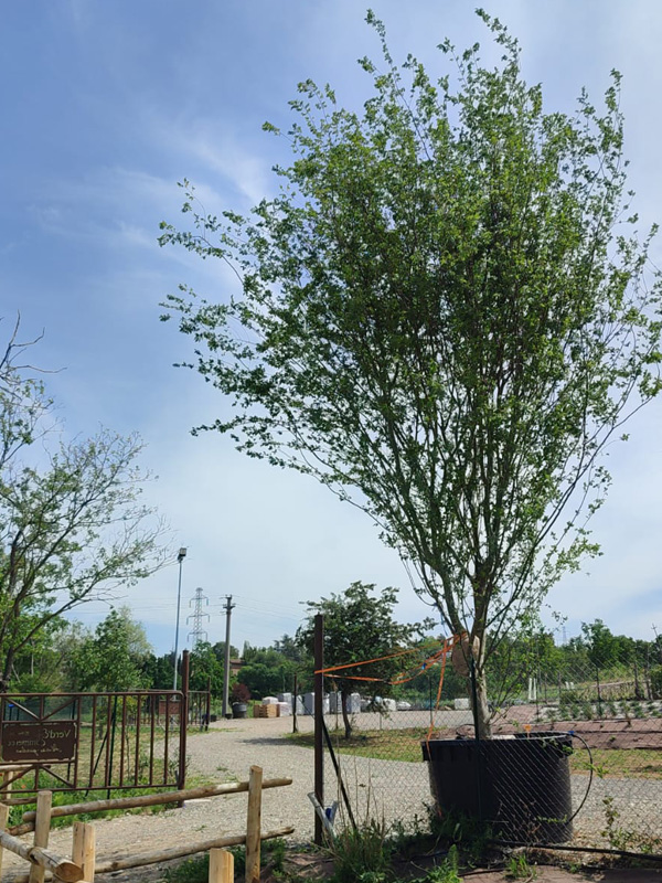 Zelkova Carpinifolia (olmo caucasico)