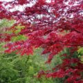 vendita-alberature-piante-alberi