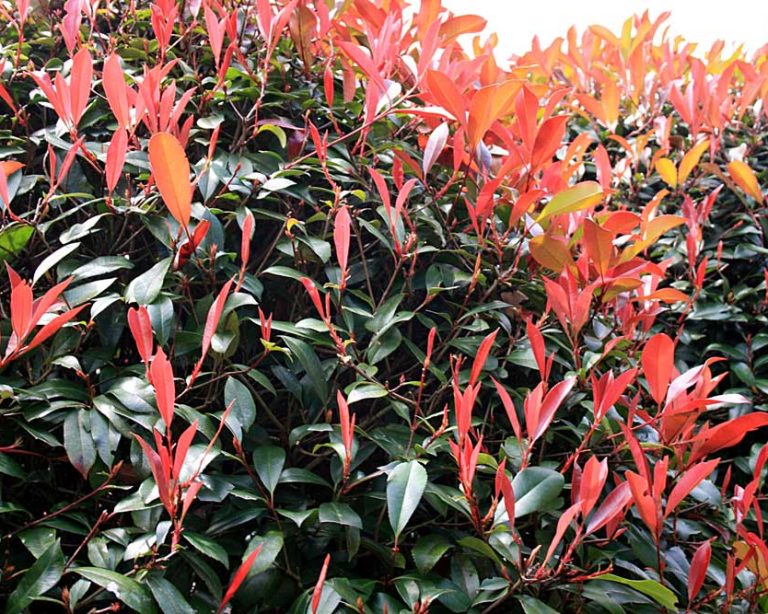 Photinia-fotinia-red-robin-vendita-piante-da-siepe