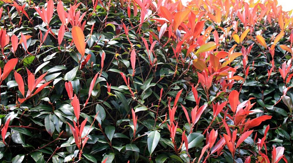 Photinia-fotinia-red-robin-vendita-piante-da-siepe