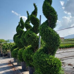 Cipresso Leylandii Spirale