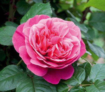 vendita rose ad alberello