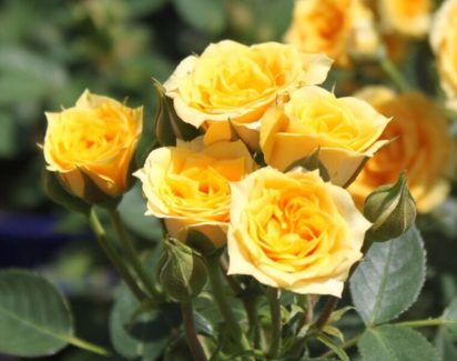 vendita rose nane