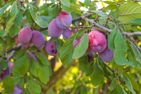 Vendita piante da frutto