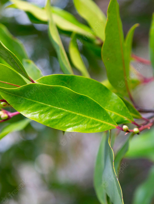 Lauroceraso (Prunus laurocerasus) - immagine 4