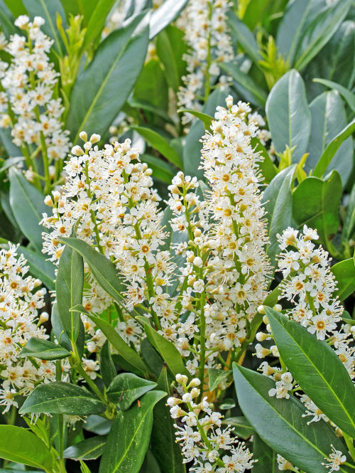 Lauroceraso (Prunus laurocerasus) - immagine 2