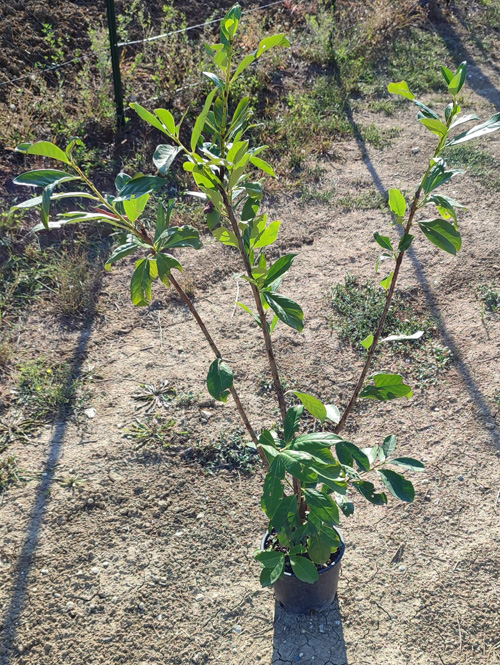 Lauroceraso (Prunus laurocerasus) - immagine 3