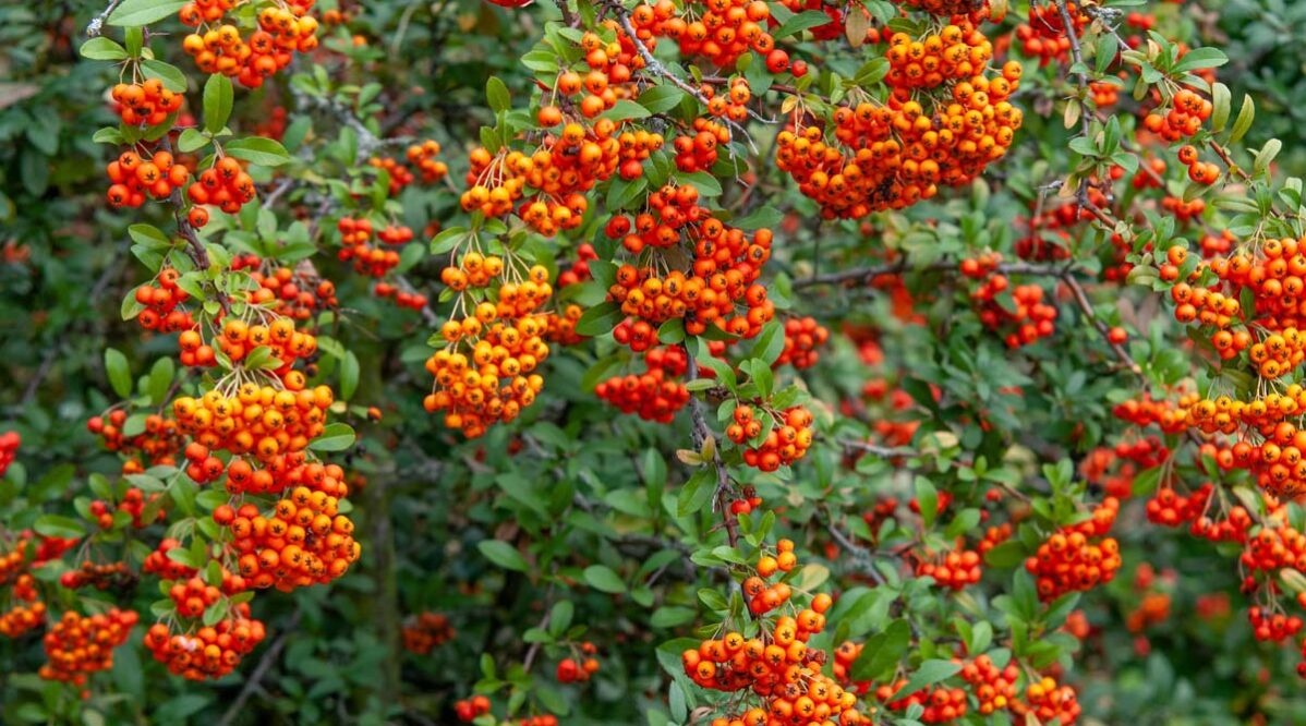 siepe-di-bacche-arancioni-pyracantha