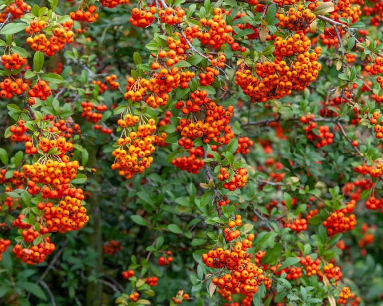 siepe-di-bacche-arancioni-pyracantha