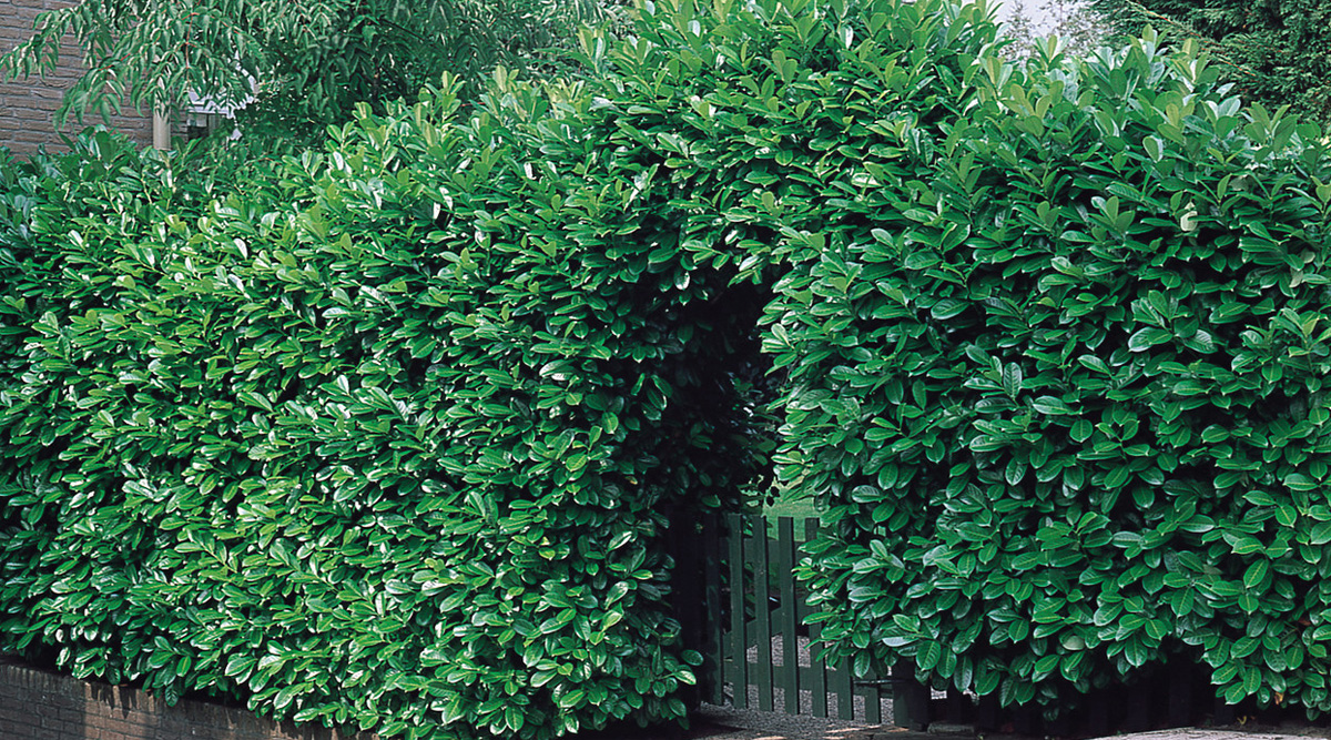 Lauroceraso (Prunus laurocerasus) - immagine 6