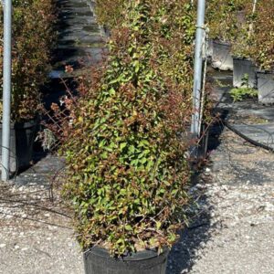 Abelia Grandiflora Cono
