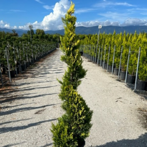 ARTE TOPIARIA