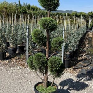 Leylandii Pon Pon
