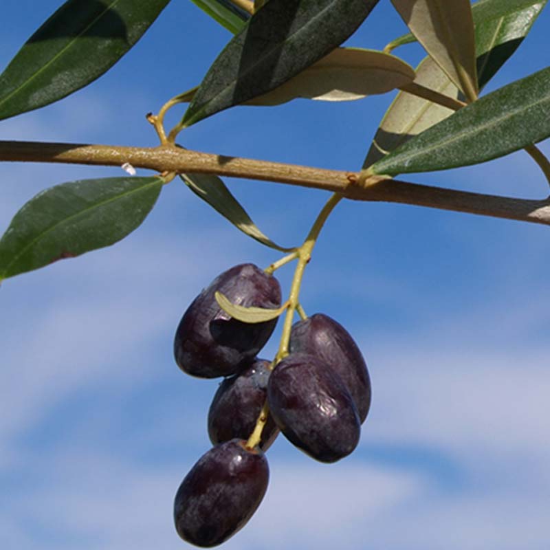 Olivo Leccio del Corno - immagine 2