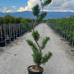 Leylandii Bonsai