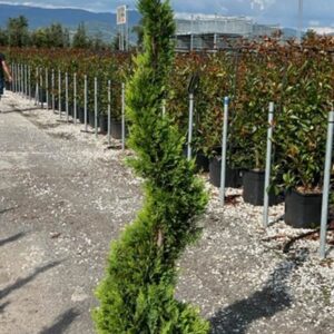 Leylandii Gold Castlewelland Spirale