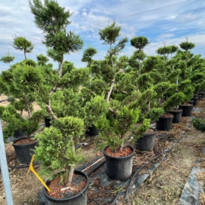 Leylandii Gold Castlewelland Japan Style