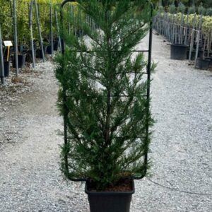 Leylandii Spalliera