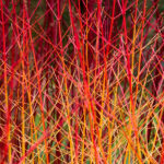 Cornus sanguinea Midwinter Fire - Corniolo sanguinella