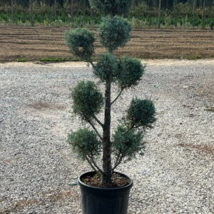 Cupressus Arizonica Pon Pon