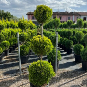 Cupressus Macrocarpa Goldcrest