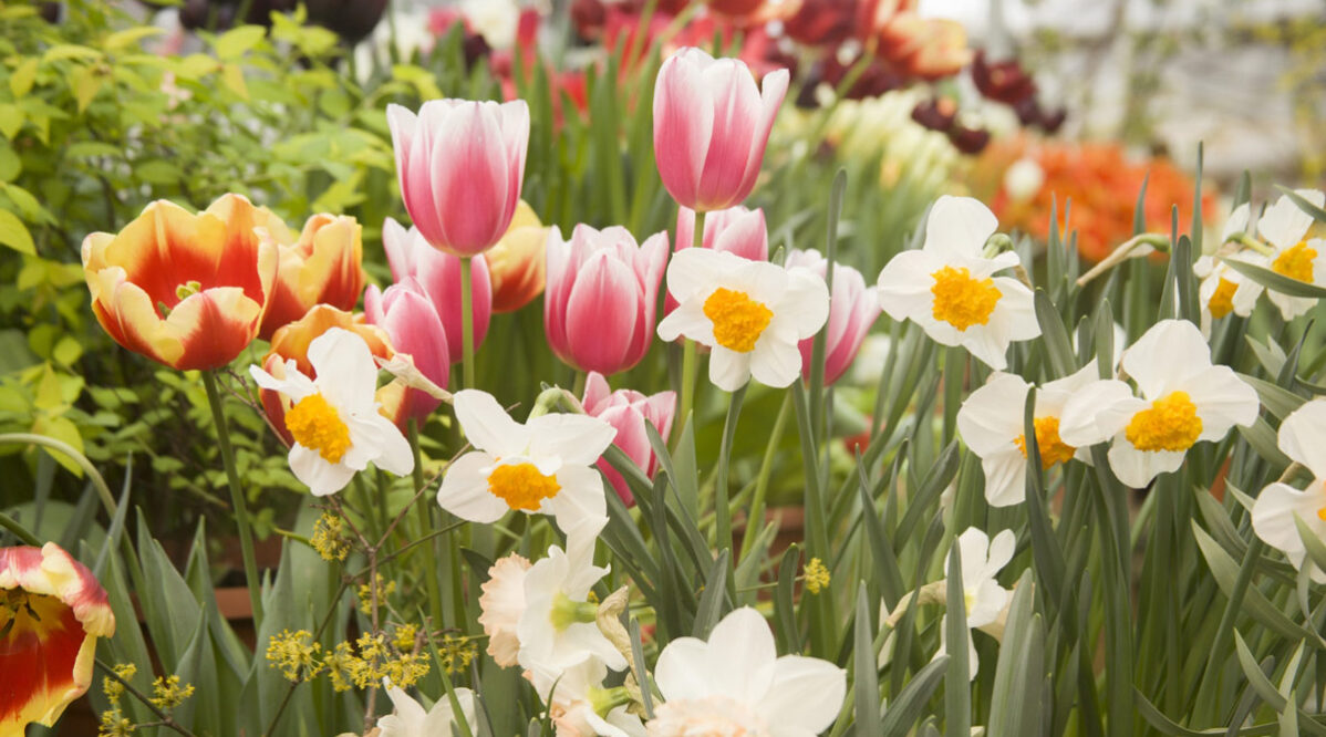 aiuole-primaverili-giardino-primavera-bordure-fiori-bulbi-rampicanti-colorati
