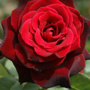 Rosa Black Baccara