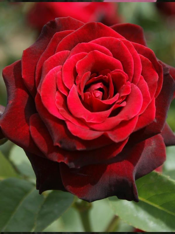 Rosa Black Baccara