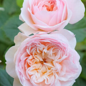 Rosa Emily Bronte