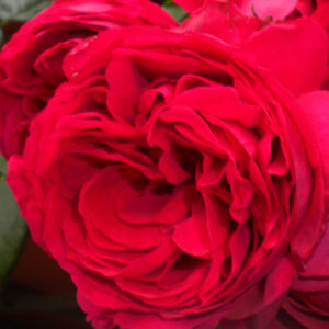 Rosa Eric Tabarly