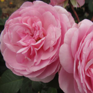 Rosa Olivia Rose