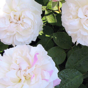 Rosa Winchester Cathedral