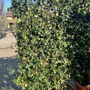 Spalliera Falso Gelsomino (Trachelospermum jasminoides)