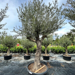 Olivo