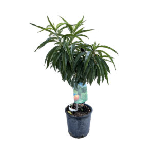 Pesco nano (Prunus Persica)