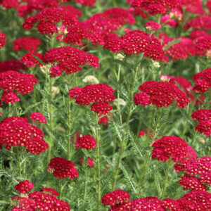 Achillea Rossa millefolium "Red Velvet"