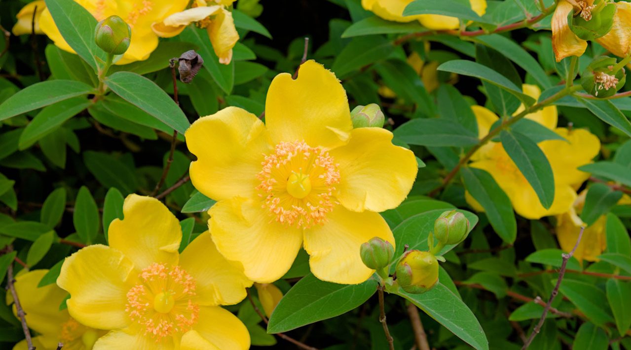 iperico-hypericum-hidcote_vendita-piante-ornamentali-online-vivaio-italia_001