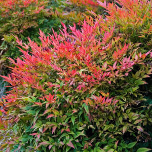 Nandina domestica