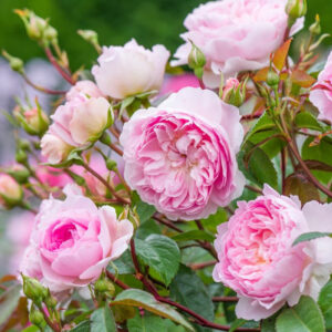 Rosa Silas Marner David Austin