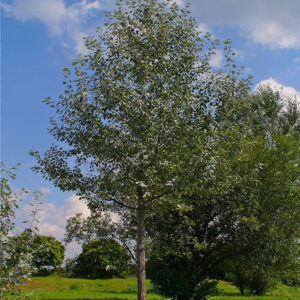 Populus Alba (Pioppo bianco)